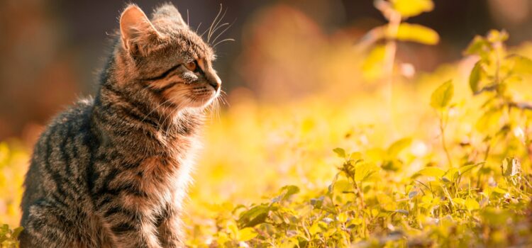 Comment satisfaire les instincts naturels de chasse chez votre chat ?