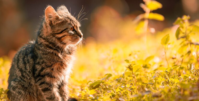 Comment satisfaire les instincts naturels de chasse chez votre chat ?