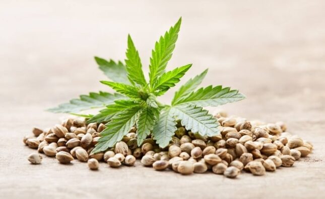 L’achat de graines de cannabis et ses avantages