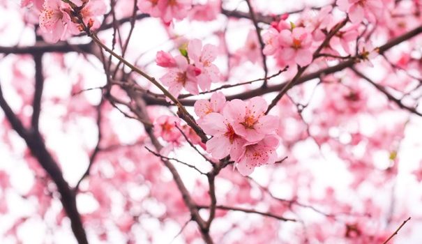 Comment former une équipe d’élagueurs grimpeurs pour arbres dangereux ?