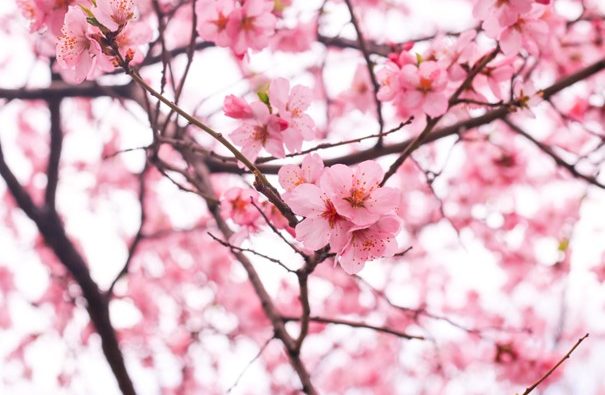 Comment former une équipe d’élagueurs grimpeurs pour arbres dangereux ?