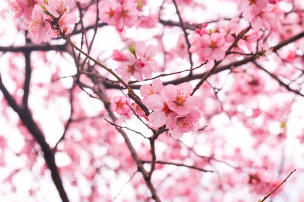 Comment former une équipe d’élagueurs grimpeurs pour arbres dangereux ?