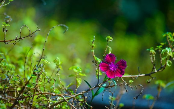 Quand préparer votre jardin pour une floraison estivale ?