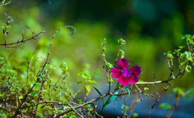 Quand préparer votre jardin pour une floraison estivale ?