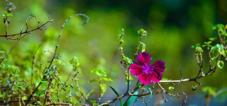 Quand préparer votre jardin pour une floraison estivale ?