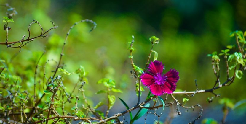 Quand préparer votre jardin pour une floraison estivale ?