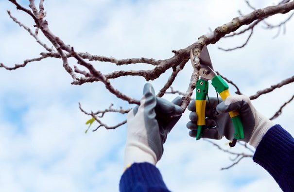 Les alternatives à l’étêtage d’arbre pour les arbres en milieu urbain