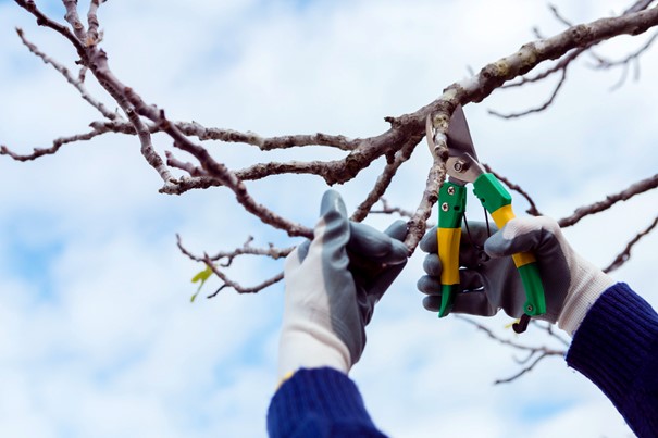 Les alternatives à l’étêtage d’arbre pour les arbres en milieu urbain