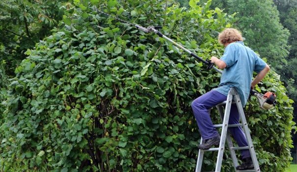 Comment la taille en été peut-elle influencer la floraison des haies ?