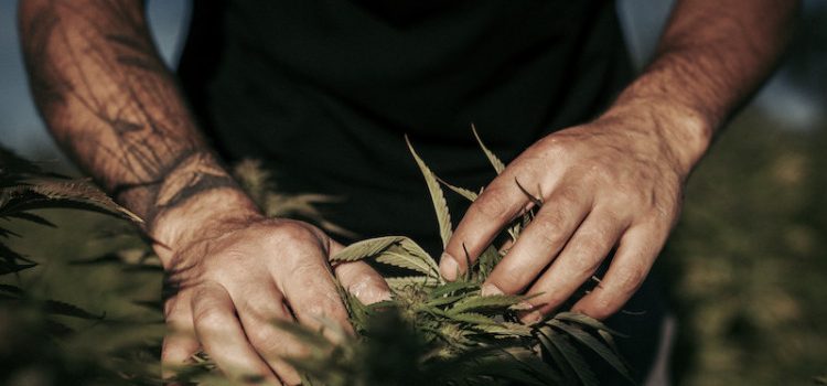 L’univers du CBD à Rennes : Quand la nature rencontre la modernité