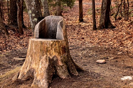 Les Techniques de Dessouchage d’Arbre pour les Espaces Restreints