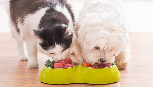 Quelle alimentation pour votre chat ? Guide pour une nutrition équilibrée