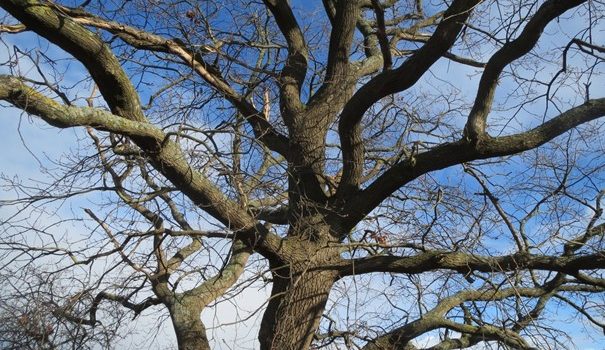 L’élagage et la biodiversité : un équilibre à trouver