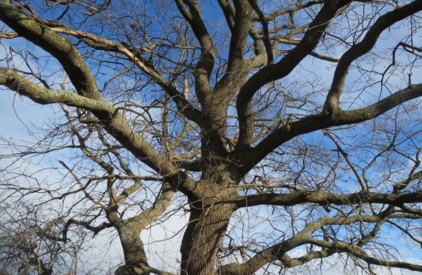 L’élagage et la biodiversité : un équilibre à trouver