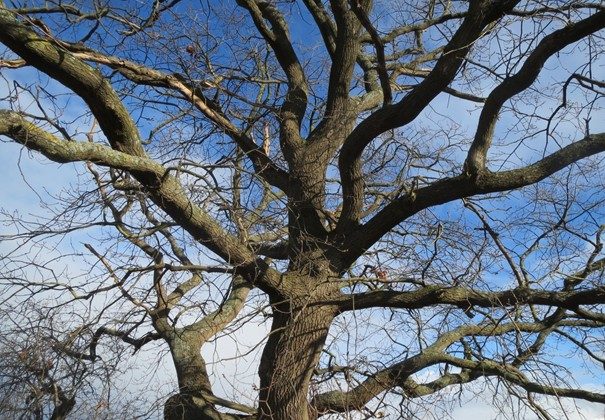 L’élagage et la biodiversité : un équilibre à trouver