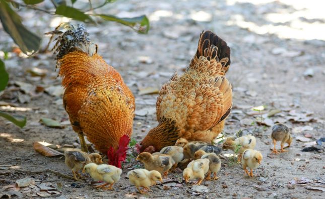 Vitamines pour chiens, chats, oiseaux : guide complet