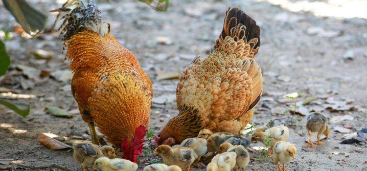 Vitamines pour chiens, chats, oiseaux : guide complet
