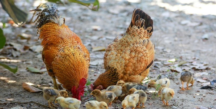 Vitamines pour chiens, chats, oiseaux : guide complet