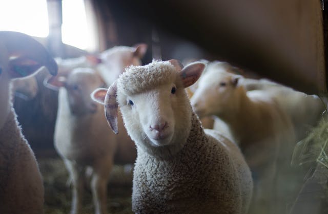 Nutrition et santé : clés pour des animaux de ferme heureux et productifs