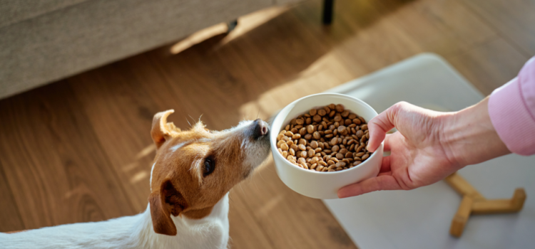 Faut-il alterner pâtée et croquettes pour chien pour un meilleur équilibre ?