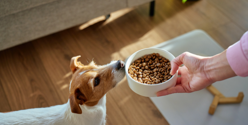 Faut-il alterner pâtée et croquettes pour chien pour un meilleur équilibre ?