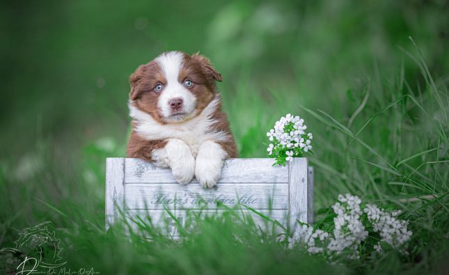 Comment savoir si ma chienne est prête à se reproduire ?