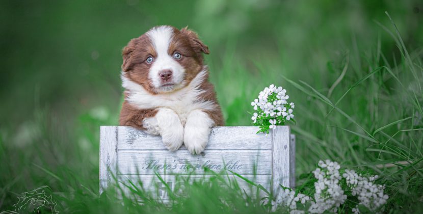 Comment savoir si ma chienne est prête à se reproduire ?