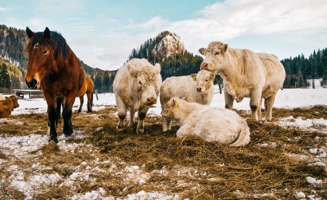Pourquoi intégrer des minéraux dans l’alimentation des animaux d’élevage ?