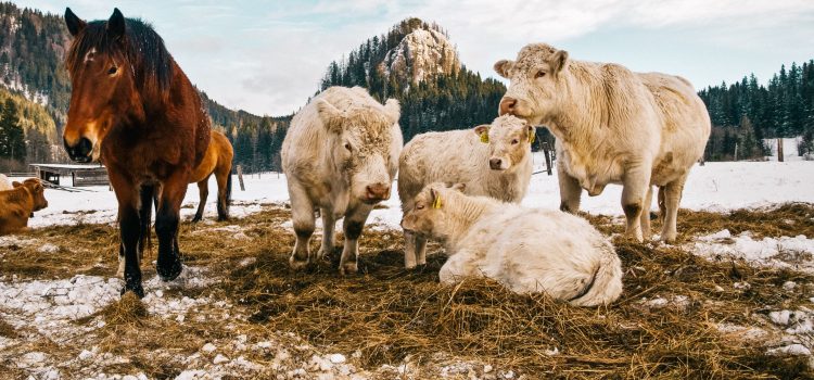 Pourquoi intégrer des minéraux dans l’alimentation des animaux d’élevage ?