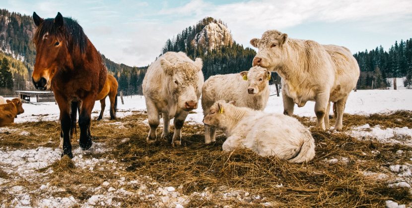 Pourquoi intégrer des minéraux dans l’alimentation des animaux d’élevage ?